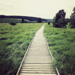 Belgium, High Fens, wooden boardwalk - GWF004318