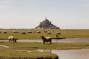 France, view to Mont Saint-Michel with grazing flock of sheep in the foreground - HCF000131