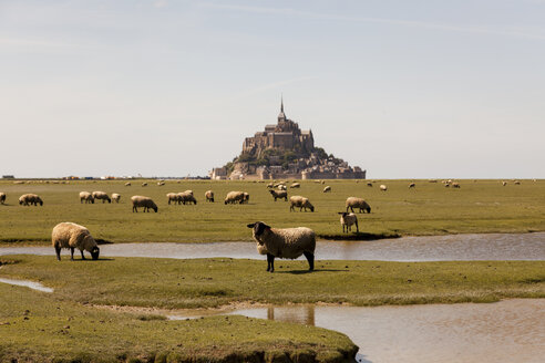 Frankreich, Blick auf den Mont Saint-Michel mit weidender Schafherde im Vordergrund - HCF000131