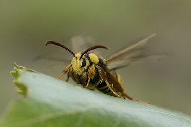 Hornissenmotte auf einem Blatt - MJOF001042