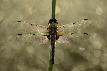 Four-spotted Chaser on a blade of grass - MJOF001043