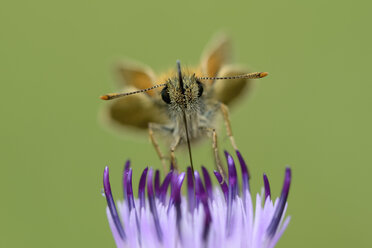 Kleiner Skipper auf einer Blüte - MJOF001045