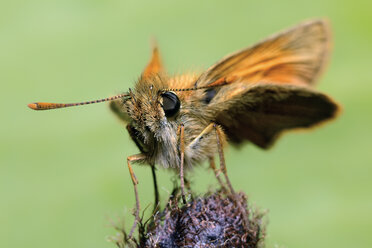 Kleiner Skipper auf einer Blüte - MJOF001047