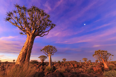 Afrika, Namibia, Keetmanshoop, Köcherbaumwald bei Sonnenuntergang - FOF008282