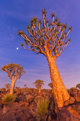 Afrika, Namibia, Keetmanshoop, Köcherbaumwald bei Sonnenuntergang - FOF008283