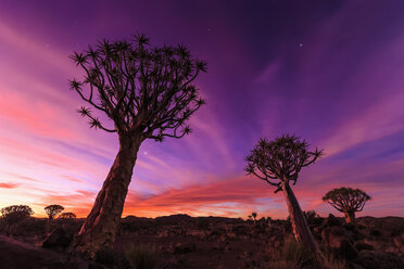 Afrika, Namibia, Keetmanshoop, Köcherbaumwald bei Sonnenuntergang - FO008284