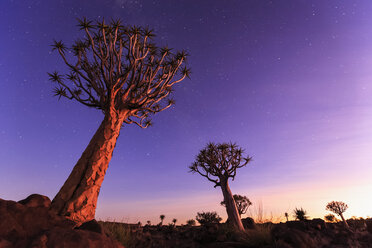 Afrika, Namibia, Keetmanshoop, Köcherbaumwald bei Sonnenuntergang - FOF008286