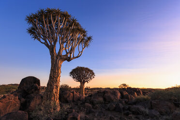 Afrika, Namibia, Keetmanshoop, Köcherbaumwald bei Sonnenuntergang - FOF008287