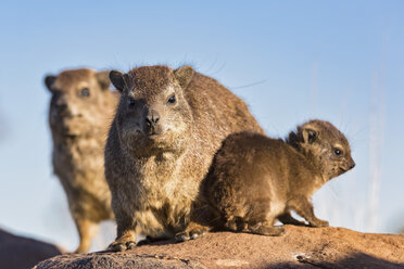 Namibia, Familie der Felsenwiesel - FOF008280