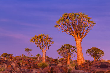 Afrika, Namibia, Keetmanshoop, Köcherbaumwald bei Sonnenuntergang - FOF008288