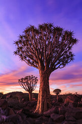 Afrika, Namibia, Keetmanshoop, Köcherbaumwald bei Sonnenuntergang - FOF008289