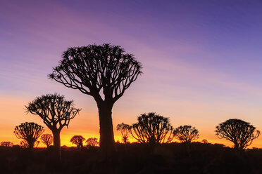 Afrika, Namibia, Keetmanshoop, Köcherbaumwald bei Sonnenaufgang - FO008290