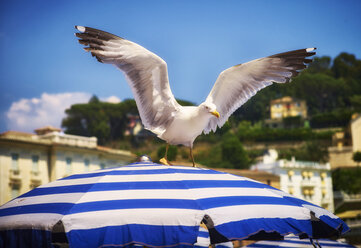 Italy, Liguria, Sestri Levante, seagull on sunshade - DIKF000159