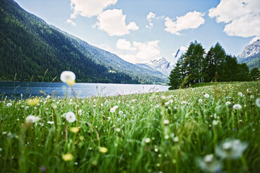 Switzerland, Grisons, Sufers, Alps, flower meadow at lake - DIKF000163