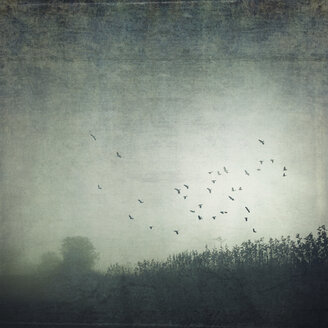 Feld und fliegende Vögel im Nebel, strukturierter Effekt - DWI000548