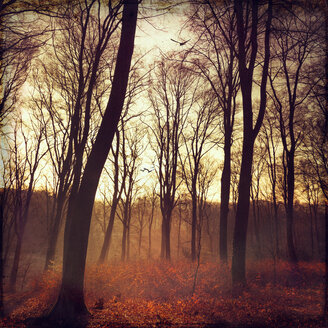 Herbstwald bei Sonnenaufgang, digital manipuliert - DWIF000550