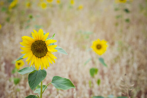 Sonnenblumen in einem Getreidefeld - CZF000204