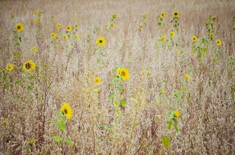 Sunflowers in a grain field stock photo