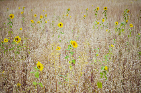 Sonnenblumen in einem Getreidefeld - CZF000205