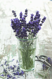 Strauß frischer Lavendel im Glas - ASF005655