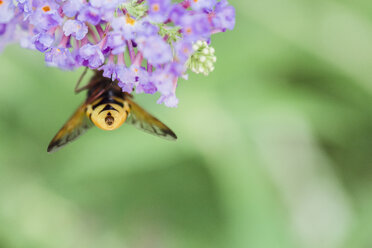Rückansicht einer Biene, die eine violette Buddleja-Blüte, Buddleja davidii, bestäubt - LSF000066