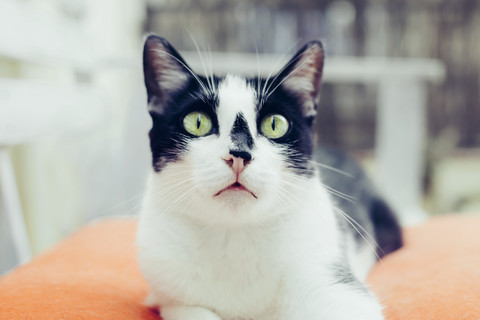 Weiß-schwarze Katze mit verängstigtem Gesicht, lizenzfreies Stockfoto