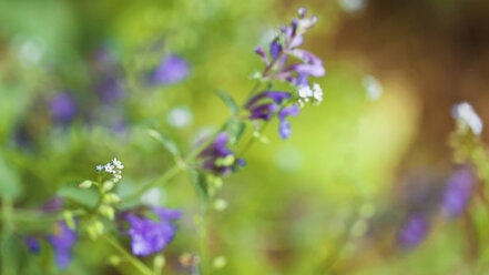 Sommerliches Blumenbeet, Blüten, unscharfer Hintergrund - LSF000065