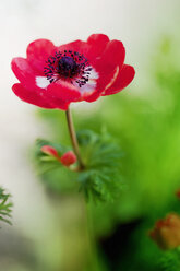 Close-up of red anemone flower in bloom - LSF000064