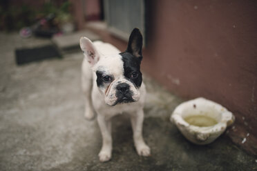 Porträt einer französischen Bulldogge - RAEF000235