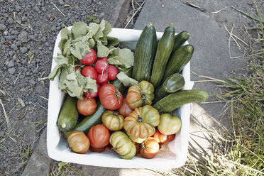 Assortment of fresh vegetable - RHF000982