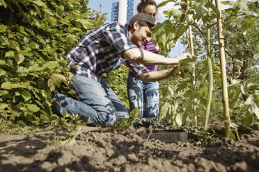 Glückliches Paar arbeitet im Garten an einer Tomatenpflanze - RHF001004