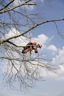 Mit Seilen gesicherter Arbeiter beim Beschneiden eines Baumes - MEMF000880
