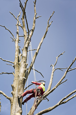 Mit Seilen gesicherter Arbeiter beim Beschneiden eines Baumes, lizenzfreies Stockfoto