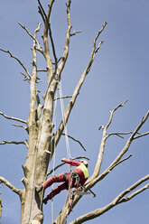Mit Seilen gesicherter Arbeiter beim Beschneiden eines Baumes - MEMF000883