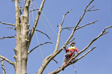 Mit Seilen gesicherter Arbeiter auf einem Baum mit Blick in die Ferne - MEMF000884