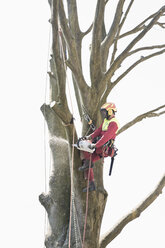 Mit Seilen gesicherter Arbeiter beim Beschneiden eines Baumes mit einer elektrischen Säge - MEMF000881