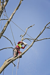 Mit Seilen gesicherter Arbeiter beim Beschneiden eines Baumes mit einer elektrischen Säge - MEMF000885