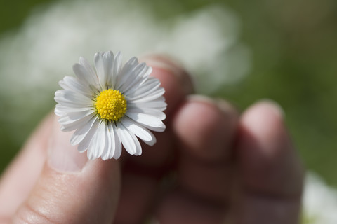 Hand einer Frau hält Gänseblümchen, lizenzfreies Stockfoto