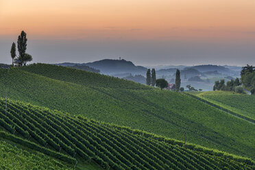 Österreich, Steiermark, Weinstraße, Weinberg bei Sonnenuntergang - MKFF000245