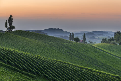 Österreich, Steiermark, Weinstraße, Weinberg bei Sonnenuntergang - MKFF000245