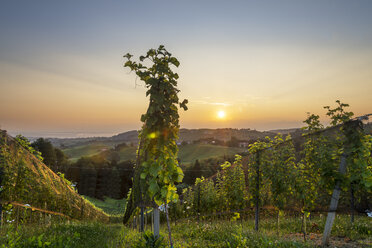 Österreich, Steiermark, Sonnenuntergang über einem Weinberg - MKFF000246