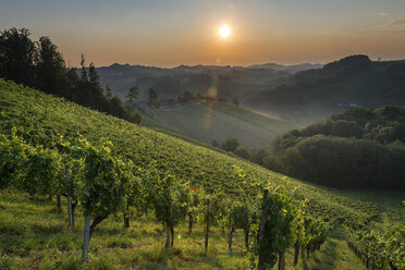 Österreich, Steiermark, Sonnenuntergang über einem Weinberg - MKFF000247