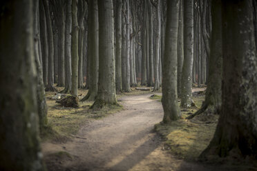 Deutschland, Nienhagen, Waldweg im Gespensterwald - ASCF000237