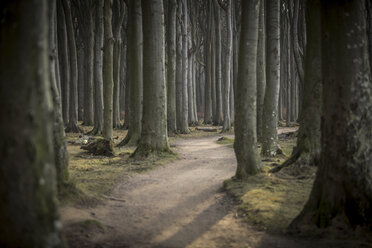 Germany, Nienhagen, forest track at Gespensterwald - ASCF000237