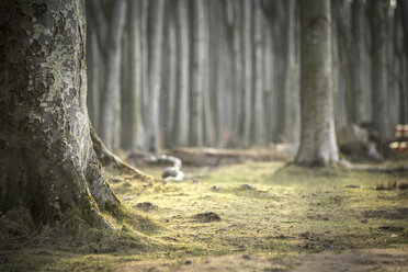 Germany, Nienhagen, tree trunk at Gespensterwald - ASCF000238