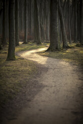 Deutschland, Nienhagen, Waldweg im Gespensterwald - ASC000240