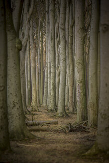 Germany, Nienhagen, tree trunks at Gespensterwald - ASC000241