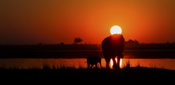 Botswana, Elefant mit Jungtier am Chobe-Fluss bei Sonnenuntergang - MPAF000018