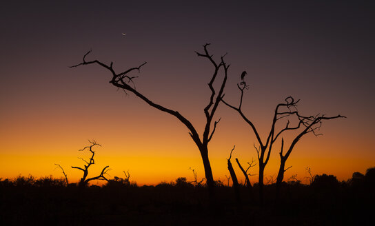 Botswana, Chobe-Nationalpark, Marabu im Baum bei Sonnenuntergang - MPAF000019