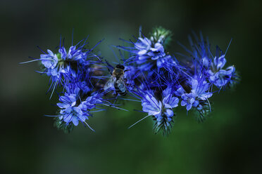 Europäische Honigbiene auf Lacy Phacelia - TCF004741